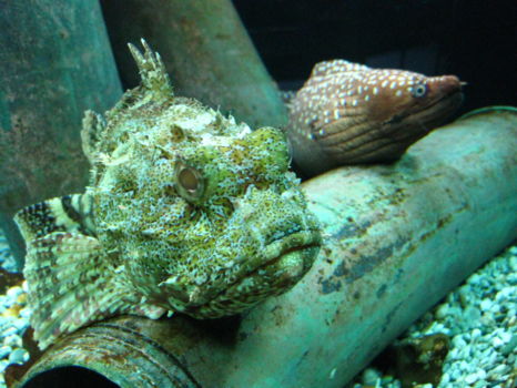 Kelly Tarlton's Sea Life Aquarium