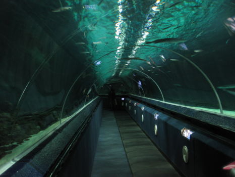 Kelly Tarlton's Sea Life Aquarium