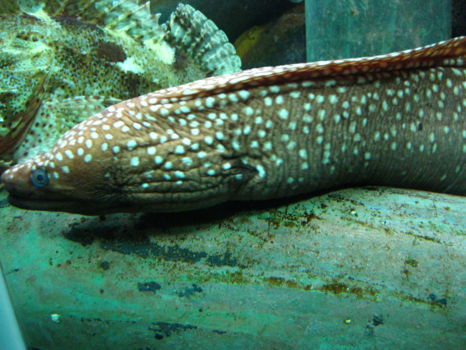 Kelly Tarlton's Sea Life Aquarium