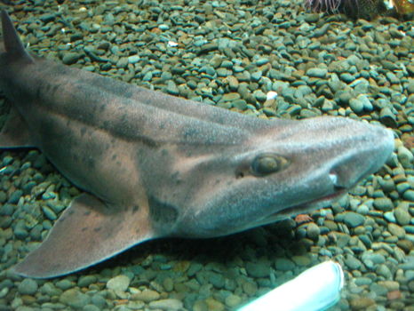 Kelly Tarlton's Sea Life Aquarium