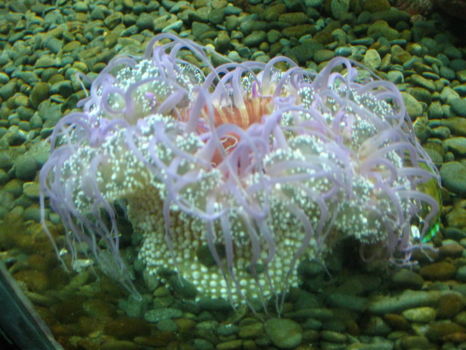 Kelly Tarlton's Sea Life Aquarium