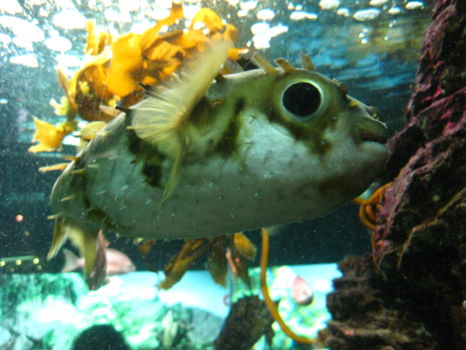 Kelly Tarlton's Sea Life Aquarium