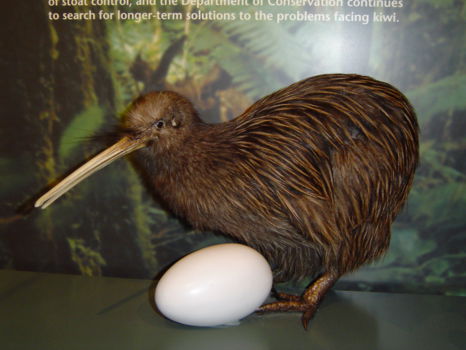 Kiwi Birdlife Park