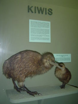 Kiwi Birdlife Park