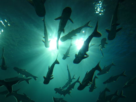 National Aquarium of New Zealand