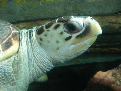 National Aquarium of New Zealand