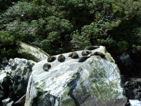 Milford Sound