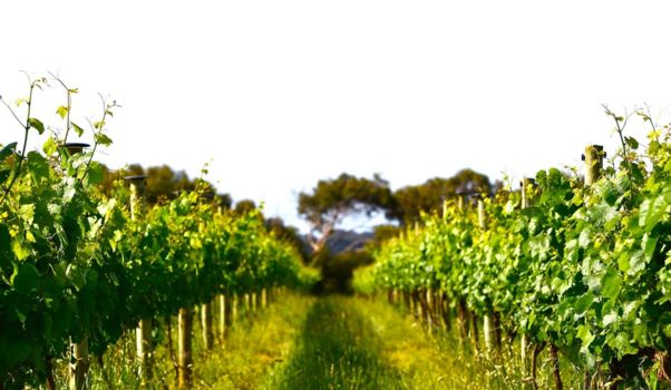 Mission Estate Winery