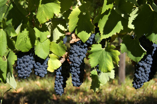 Mission Estate Winery