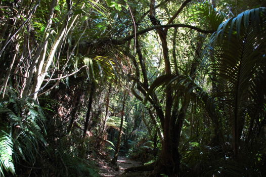 Paparoa National Park