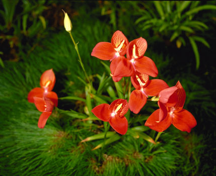 Powerco Taranaki Garden Festival