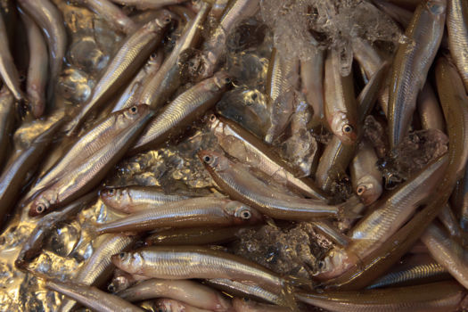 Queen Charlotte Drive