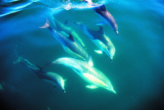 Spirits Bay