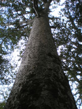 Waipoua Kauri Forest