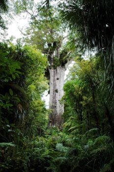 Waipoua Kauri Forest