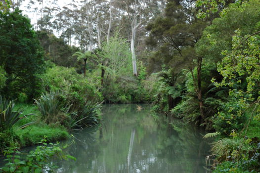 Waitakere Ranges