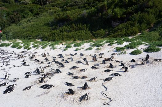 Boulders Beach