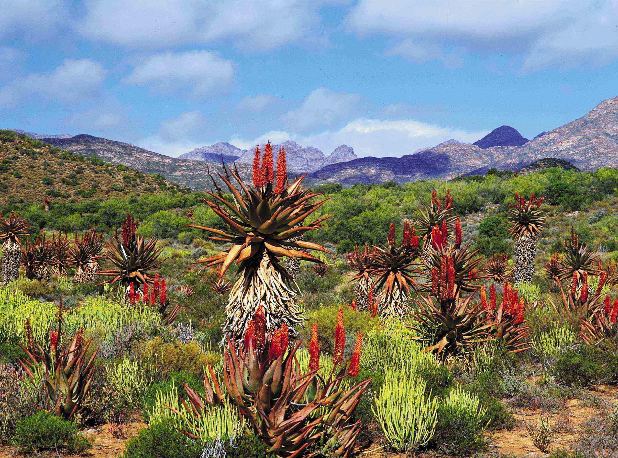 Растения восточной африки. Кейптаун сафари. ЮАР Цветущая Капская провинция.