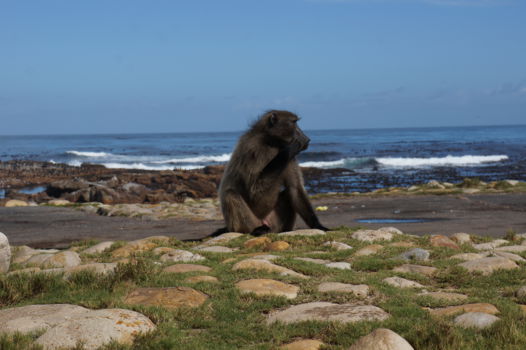 Kaap de Goede Hoop