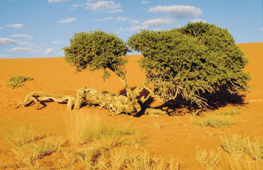Kalahari