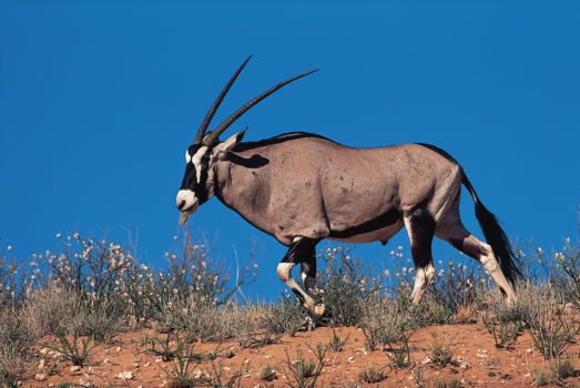 Kgalagadi Transfrontier Park