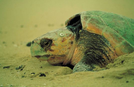 Kosi Bay Nature Reserve