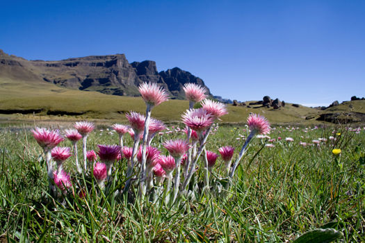 Lesotho