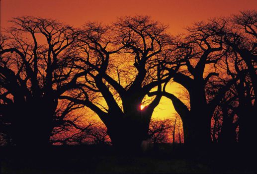 Zuid-Afrika