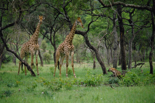 Mpumalanga