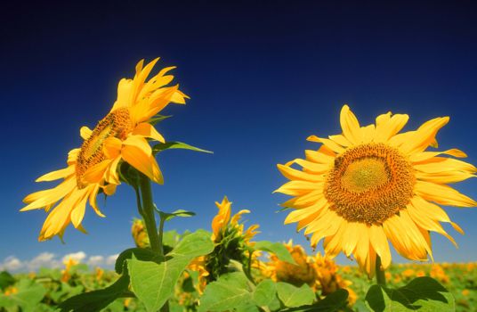 Oliewenhuis Art Museum