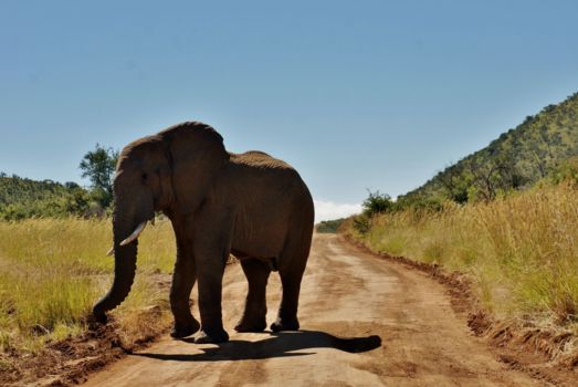 Pilanesberg National Park