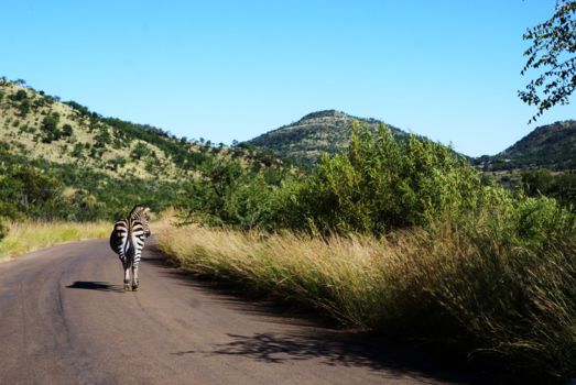 Pilanesberg National Park