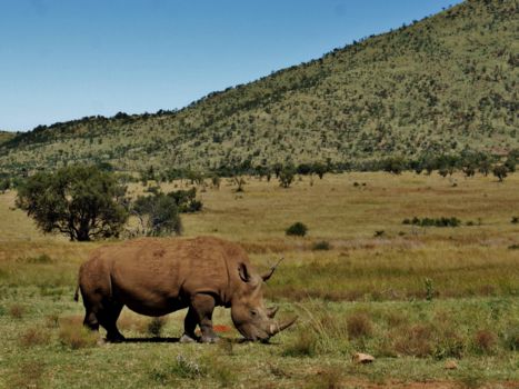 Pilanesberg National Park