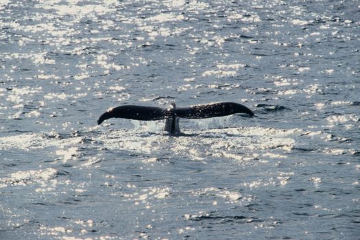 Walvis spotten Sydney