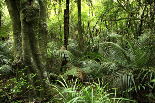 Bunya National Park