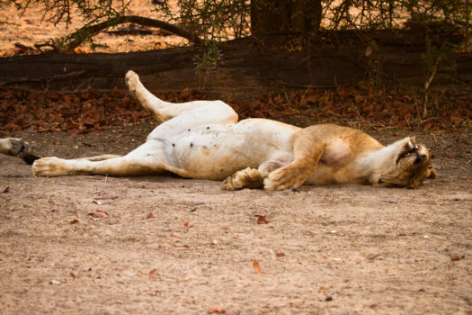 Nambiti Private Game Reserve