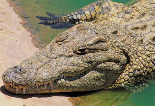 Crocodile Centre St Lucia