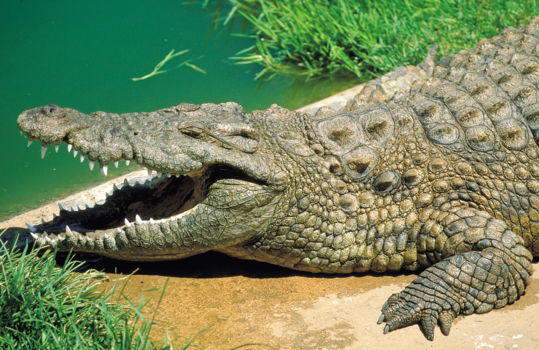 Crocodile Centre St Lucia