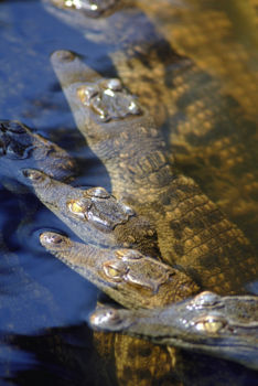 Crocodile Centre St Lucia