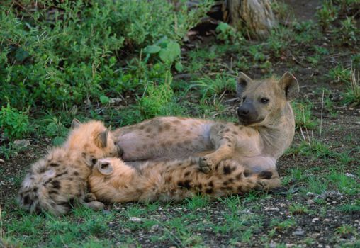 uMkhuze Game Reserve