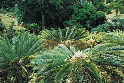 Modjadji Nature Reserve