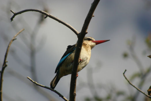 Modjadji Nature Reserve