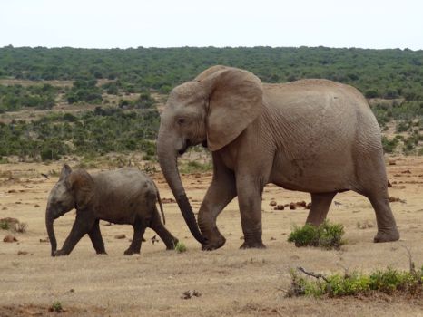 Addo Elephant National Park