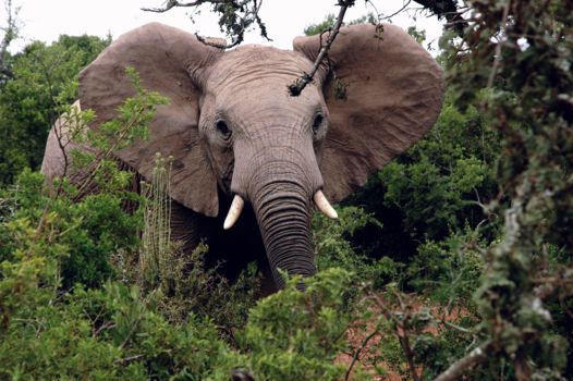 Addo Elephant National Park