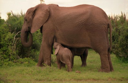 Addo Elephant National Park