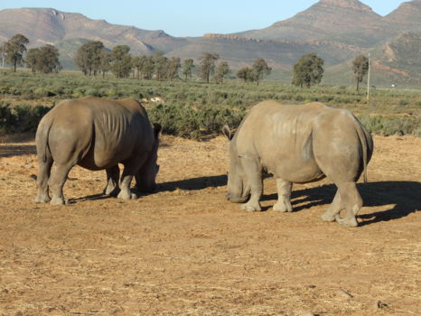 Aquila Private Game Reserve