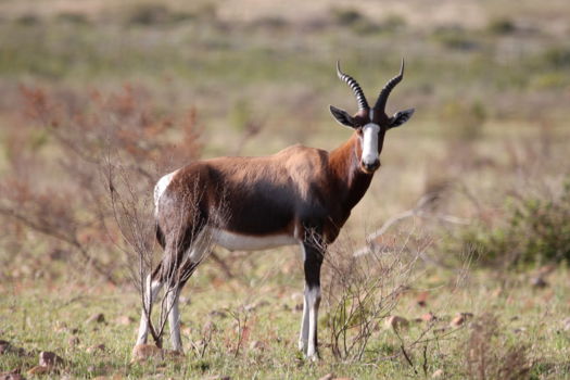 Bontebok National Park