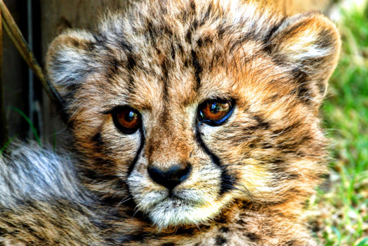 Cango Wildlife Ranch