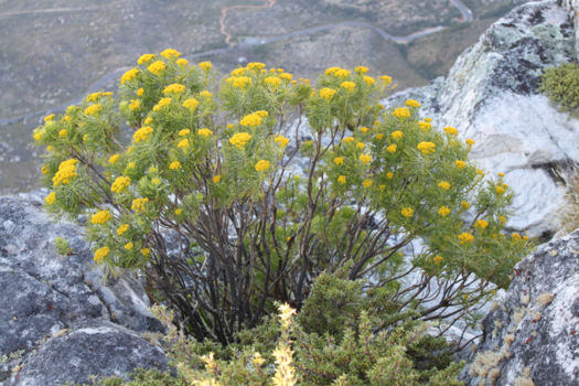 Cape Floral