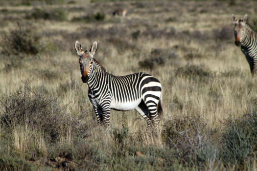 Karoo National Park